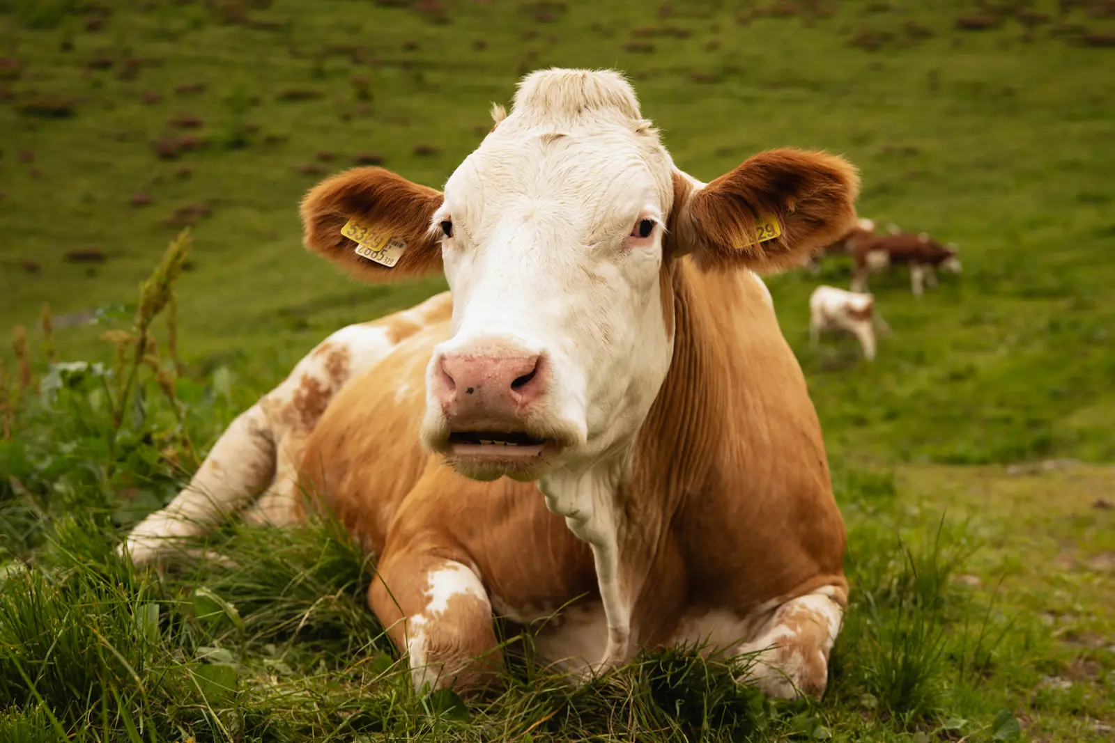 Animali al pascolo nei dintorni della malga